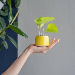 May include: A small potted plant with light green leaves in a yellow ceramic pot. The pot is held in a person's hand.