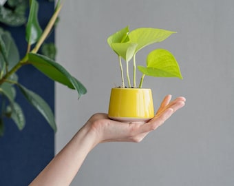 May include: A small potted plant with light green leaves in a yellow ceramic pot. The pot is held in a person's hand.