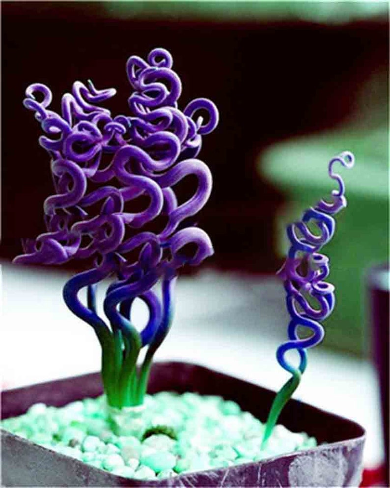 50pcs Spring Grass Bonsai Succulents Plant Grass plants DIY Bonsai Potted Garden Home Exotic Plant Interesting Broad Leaf Sale