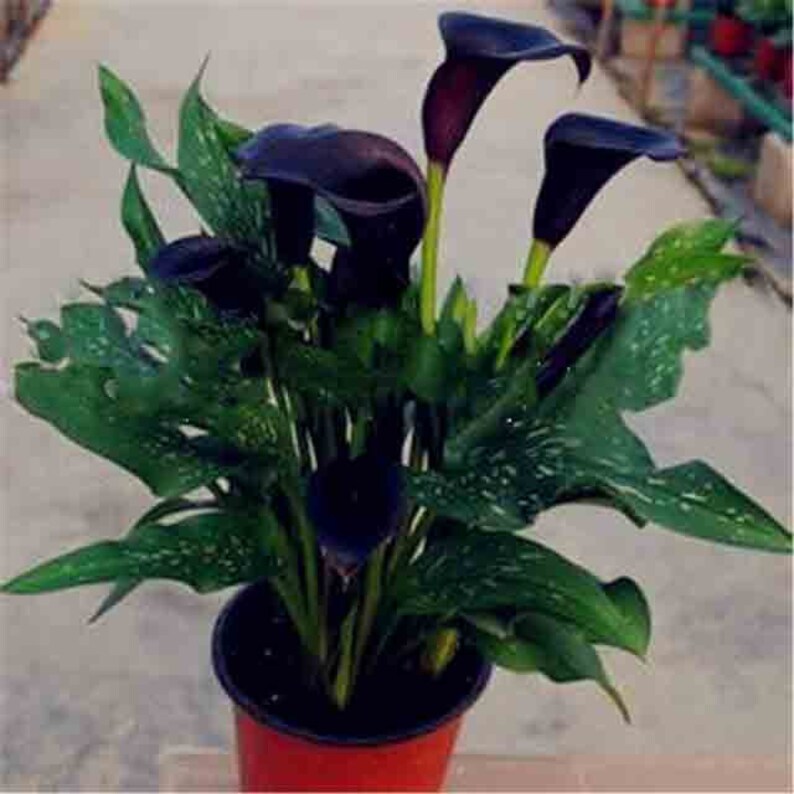 100Pcs Calla Lily Bonsai Plants Rare Indoor Potted Flowers Rhizome Zantedeschia Aethiopica Bonsai Houseplants Home Garden Plants