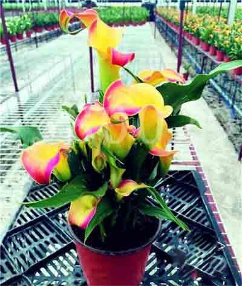 100Pcs Calla Lily Bonsai Plants Rare Indoor Potted Flowers Rhizome Zantedeschia Aethiopica Bonsai Houseplants Home Garden Plants