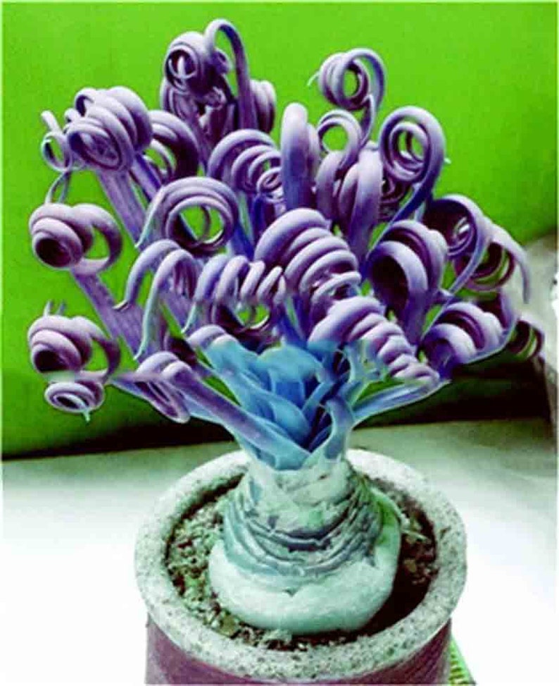 50pcs Spring Grass Bonsai Succulents Plant Grass plants DIY Bonsai Potted Garden Home Exotic Plant Interesting Broad Leaf Sale