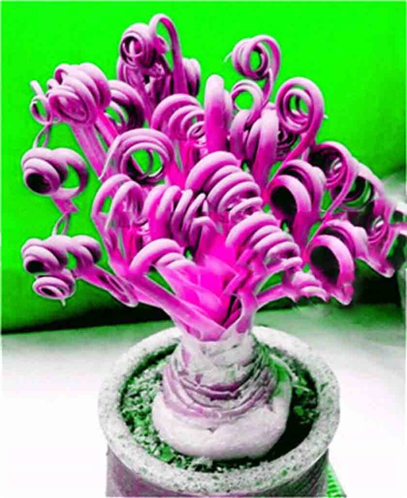 50pcs Spring Grass Bonsai Succulents Plant Grass plants DIY Bonsai Potted Garden Home Exotic Plant Interesting Broad Leaf Sale