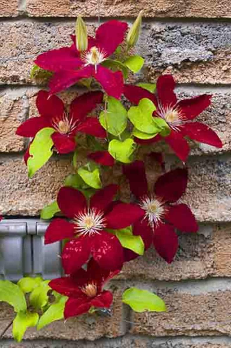 100floresbag climbing clematis bonsai,perennial courtyard bonsai flower plants for home garden