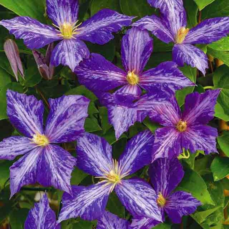 100floresbag climbing clematis bonsai,perennial courtyard bonsai flower plants for home garden