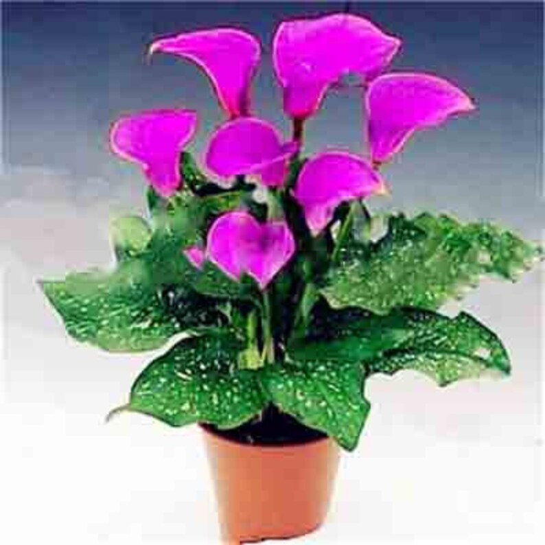 100Pcs Calla Lily Bonsai Plants Rare Indoor Potted Flowers Rhizome Zantedeschia Aethiopica Bonsai Houseplants Home Garden Plants