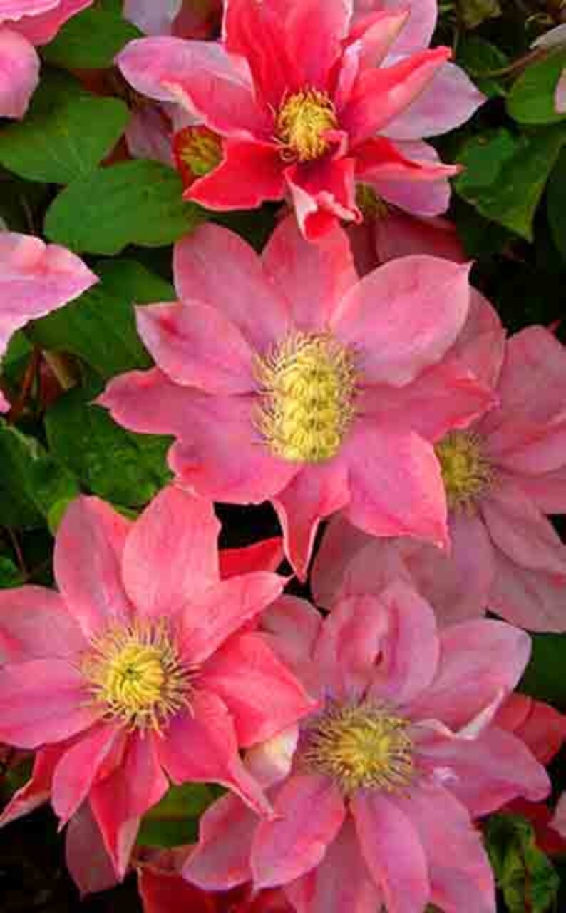 100floresbag climbing clematis bonsai,perennial courtyard bonsai flower plants for home garden