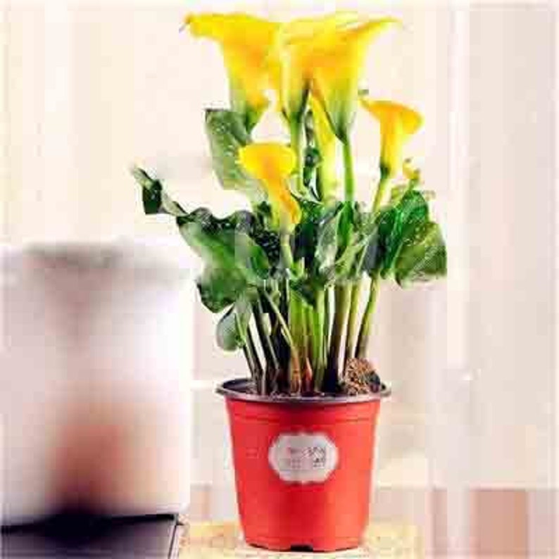 100Pcs Calla Lily Bonsai Plants Rare Indoor Potted Flowers Rhizome Zantedeschia Aethiopica Bonsai Houseplants Home Garden Plants