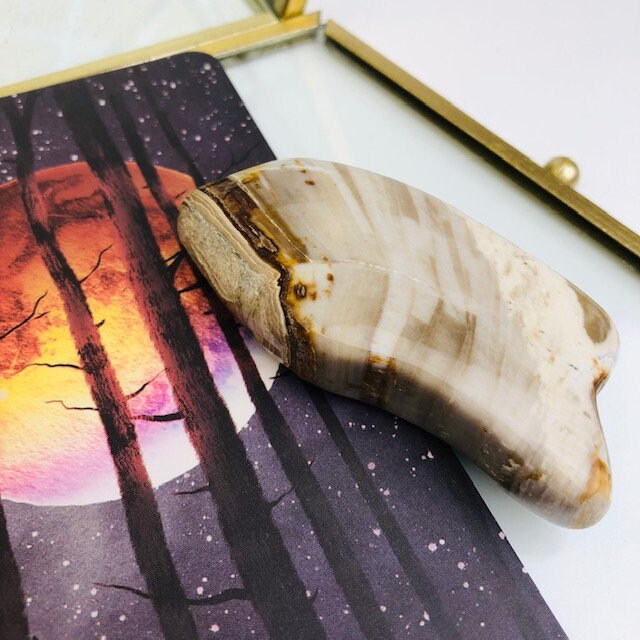 Galet Bois Fossilisé