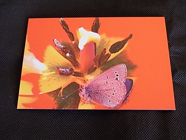 Piége | Piéce Unique