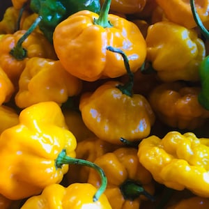 FRESH Jamaican Scotch Bonnet Peppers -Whole, fresh pods. Caribbean HOT Peppers *FREE Priority Mail Shipping*