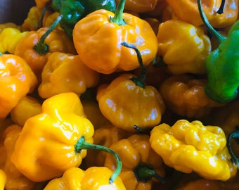 FRESH Jamaican Scotch Bonnet Peppers -Whole, fresh pods. Caribbean HOT Peppers *FREE Priority Mail Shipping*