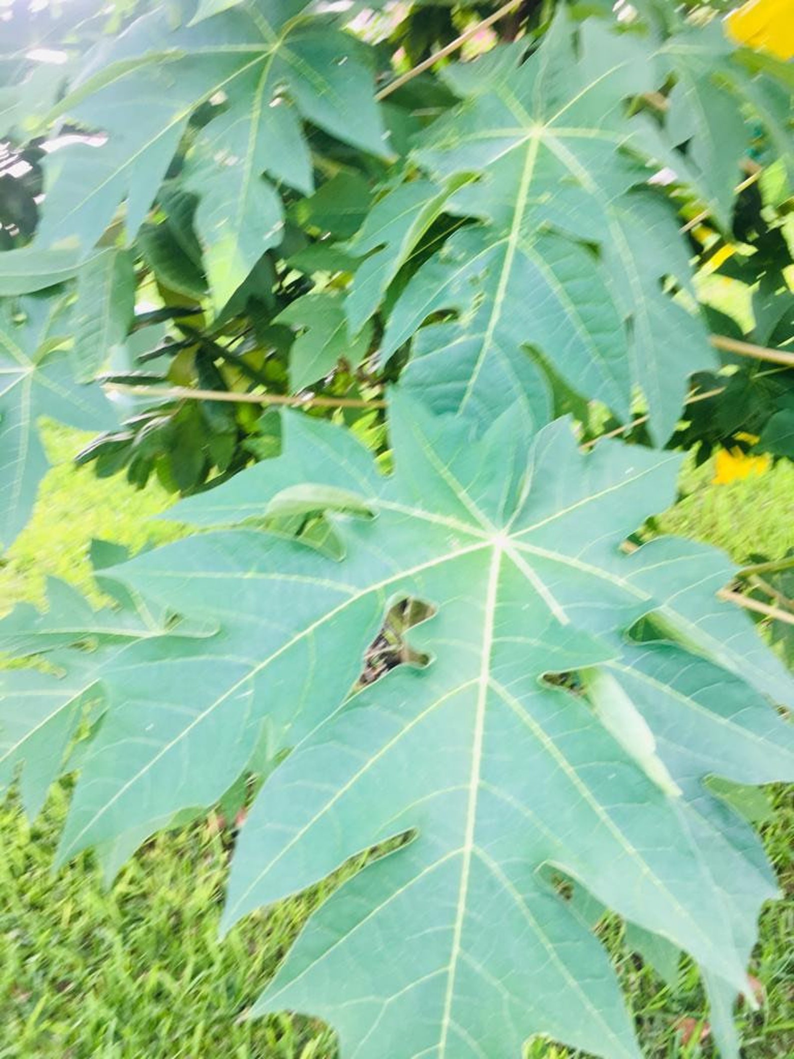 Fresh Papaya Leaves Organically Grown No PESTICIDES Etsy