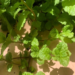 Fresh Jamaican/costa Rican Mint Leaves and Stems Fresh Cuttings (NOT A ...