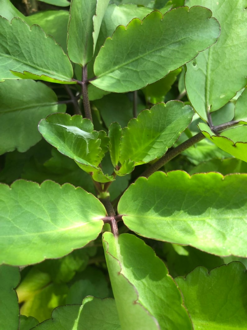 Fresh Jamaican Leaf of Life Herbs Organically Grown Leaves Etsy