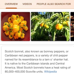 Whole Fresh Scotch Bonnet Peppers. Fresh pods of Genuine Scotch Bonnets. Hot and Flavorful- 1/2 lb. - 5 lbs. quantities available. image 2