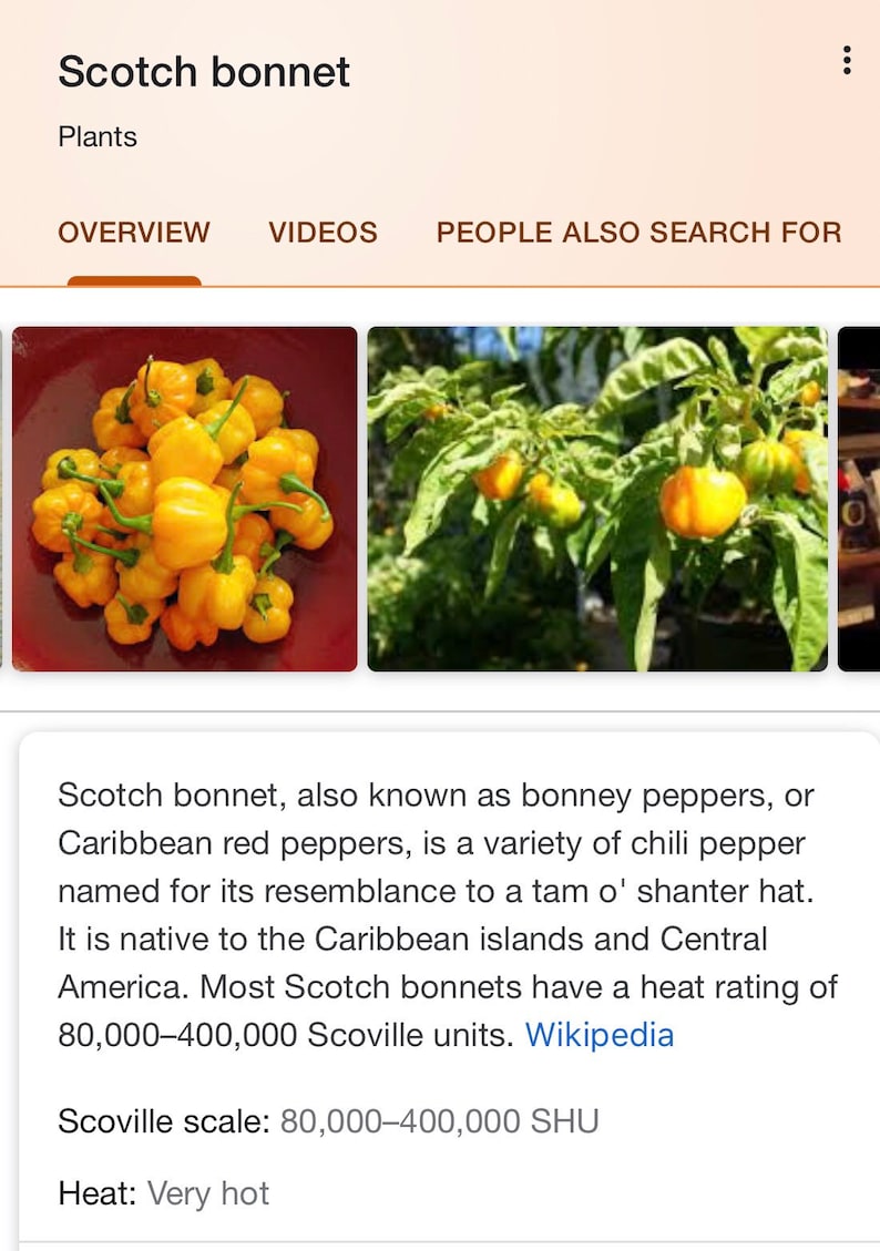 Whole Fresh Scotch Bonnet Peppers. Fresh pods of Genuine Scotch Bonnets. Hot and Flavorful- 1/2 lb. - 5 lbs. quantities available. image 2