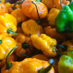 Whole Fresh Scotch Bonnet Peppers. Fresh pods of Genuine Scotch Bonnets. Hot and Flavorful- 1/2 lb. - 5 lbs. quantities available. image 3