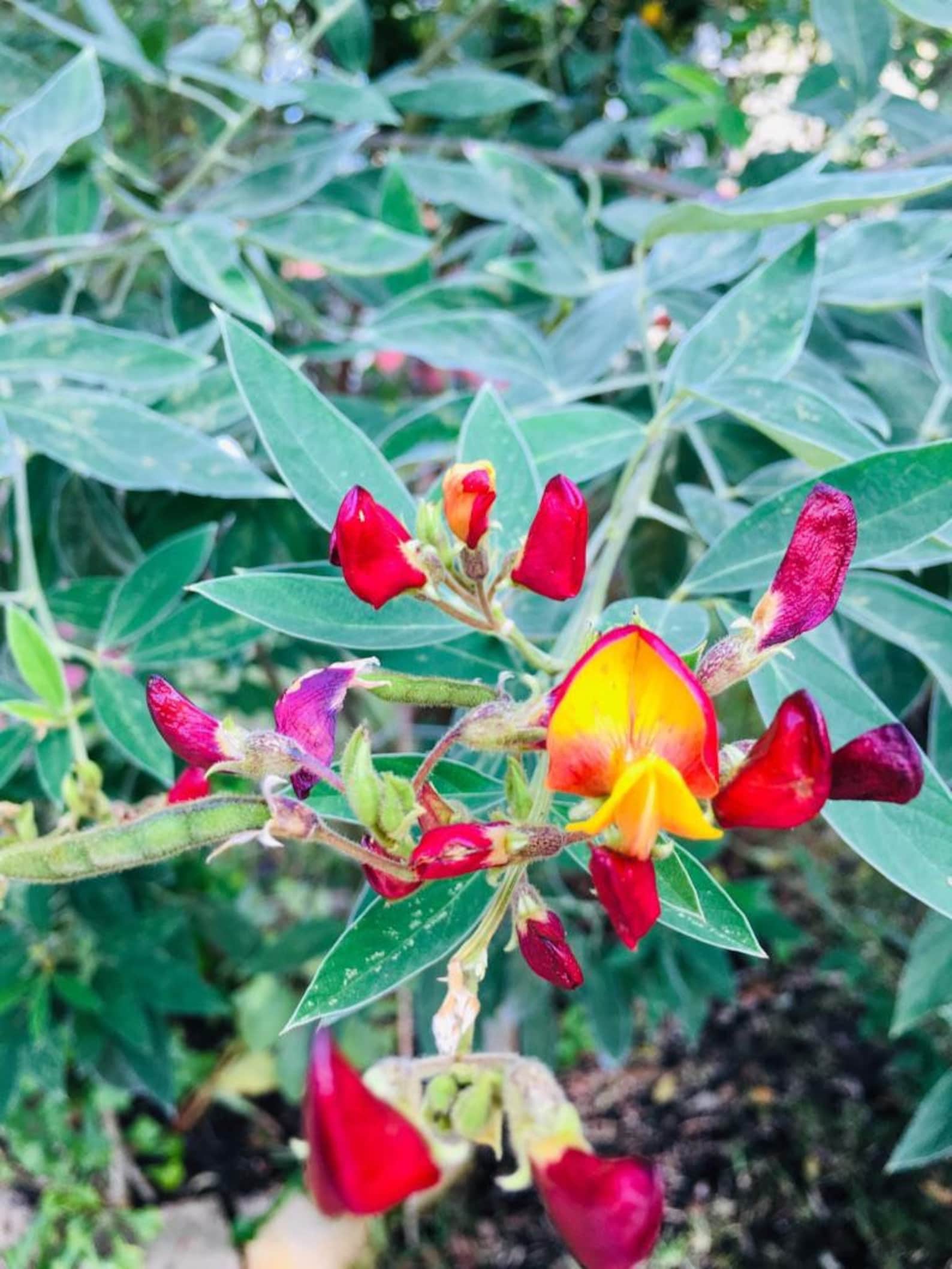 Pigeon Peas / Gungo Peas / Gandules Dried Etsy