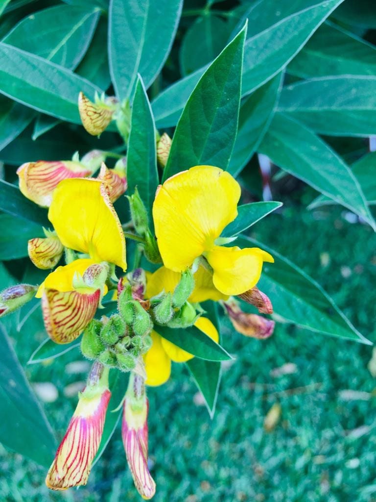 Pigeon Peas / Gungo Peas / Gandules Dried Etsy