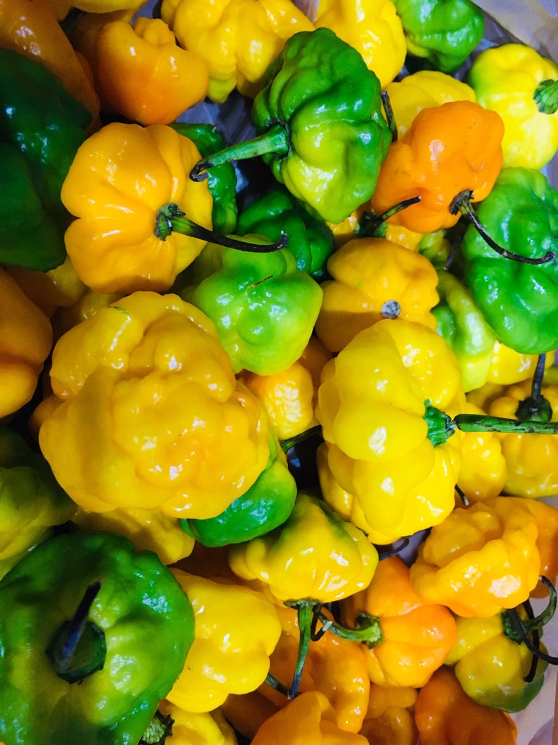 Jamaican Scotch Peppers Whole fresh pods. Caribbean Etsy