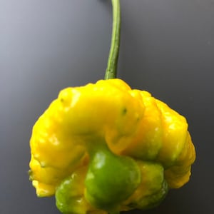 Whole Fresh Scotch Bonnet Peppers. Fresh pods of Genuine Scotch Bonnets. Hot and Flavorful- 1/2 lb. - 5 lbs. quantities available. image 5