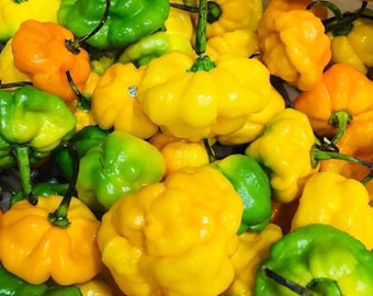 May include: A close-up of a variety of yellow and green peppers. The peppers are all small and have a wrinkled texture. They are arranged in a pile, with some of the peppers overlapping.