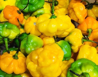 Scotch Bonnet Peppers - Fresh Whole Pods (varied) - Small Priority Mail Flat Rate Box - Free Shipping