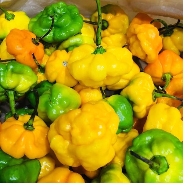 Scotch Bonnet Peppers - Fresh Whole Pods (varied) - Small Priority Mail Flat Rate Box - Free Shipping