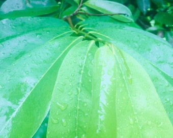 Fresh Organically Grown Leaves: Soursop Leaves, Mango Leaves, Avocado Leaves- 25 leaves per package.