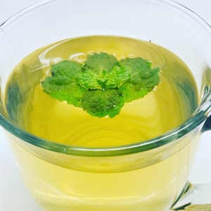 Fresh Jamaican/costa Rican Mint Leaves and Stems Fresh Cuttings (NOT A ...