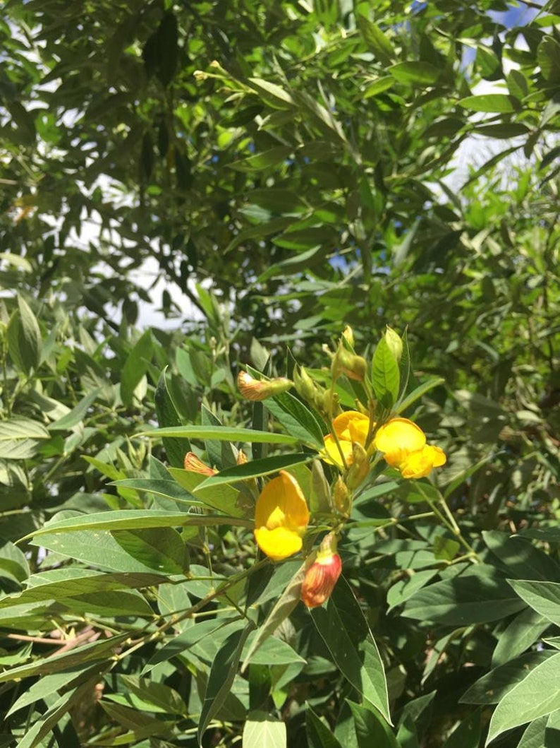 Pigeon Peas / Gungo Peas / Gandules Dried Etsy