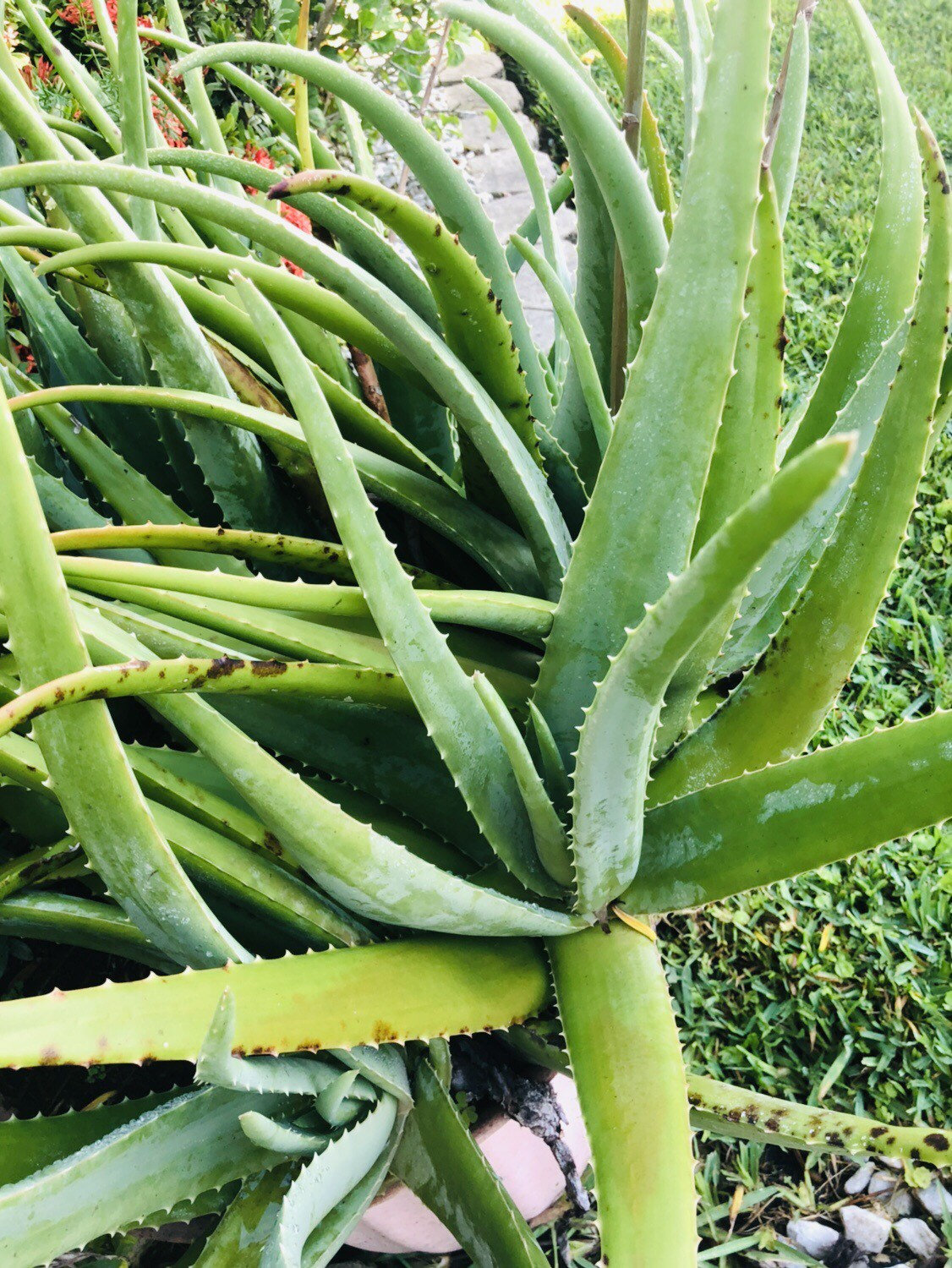 ORGANIC FRESH Aloe Vera Leaf (various Sizes) - Whole Leaf Freshly Cut - Etsy