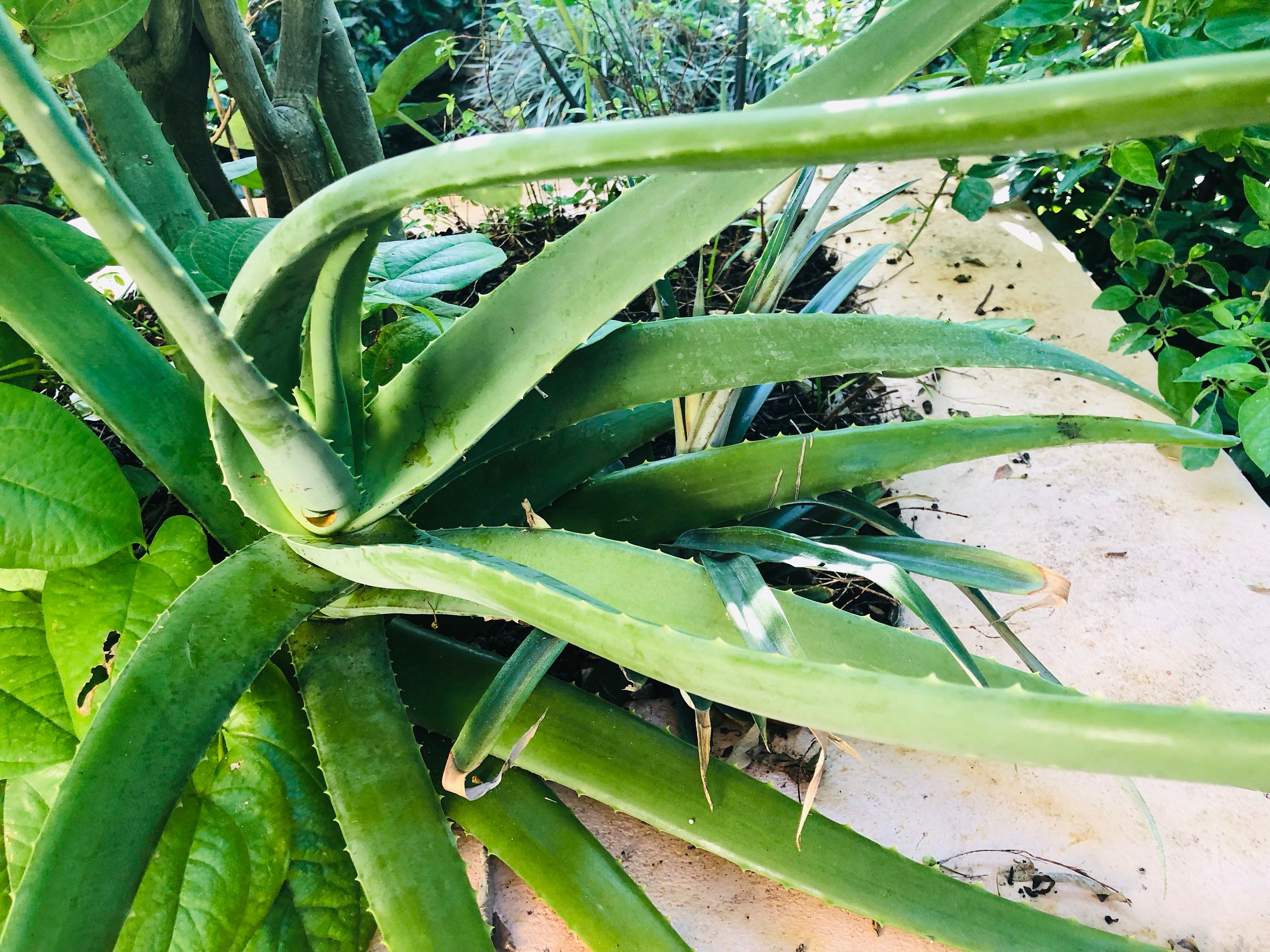 ORGANIC FRESH Aloe Vera Leaf (various Sizes) - Whole Leaf Freshly Cut - Etsy