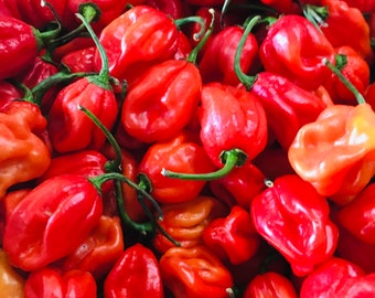 Red  Habanero Peppers Fresh, Whole Pods in Limited Availability- Assorted weight.