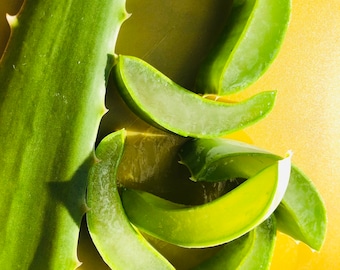 ORGANIC FRESH Aloe Vera Leaf (various sizes) - Whole leaf freshly cut
