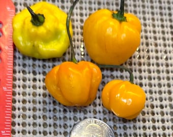 SMALL Whole Fresh Scotch Bonnet Peppers. Fresh pods of Genuine Scotch Bonnets. Hot and Flavorful-  1/2 lb. - 5 lbs. quantities available.