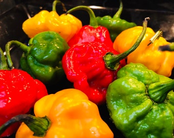 Scotch Bonnet Peppers- Reggae Mix (Red, Green & Golden yellow)- Limited Availability.