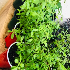 Fresh Jamaican/costa Rican Mint Leaves and Stems Fresh Cuttings (NOT A ...