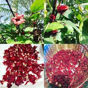 Jamaican Sorrel / Red Hibiscus (dried)