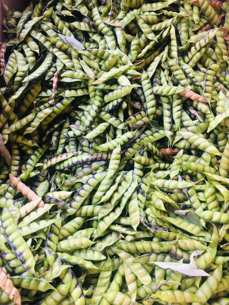 Pigeon Peas / Gungo Peas / Gandules Dried Etsy