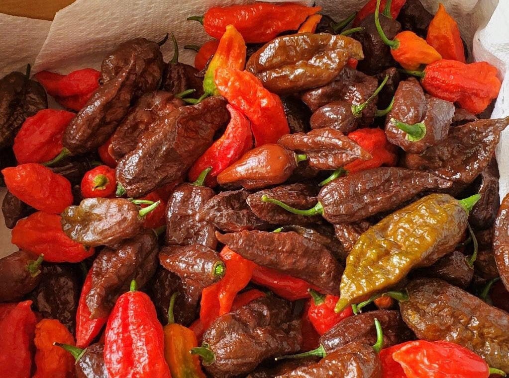 Fresh Ghost Peppers (Bhut Jolokia) Fresh Pods - FREE Priority Mail Sh…
