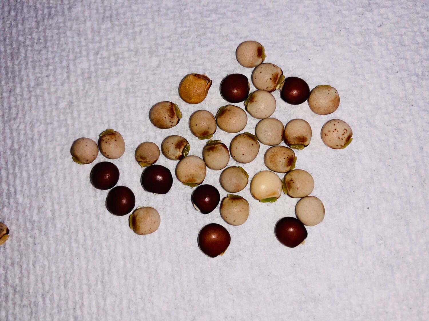 Pigeon Peas / Gungo Peas / Gandules Dried Etsy