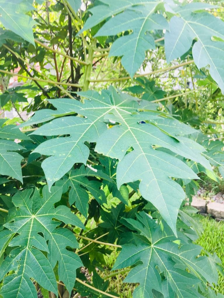 Fresh Papaya Leaves Organically Grown No PESTICIDES Etsy