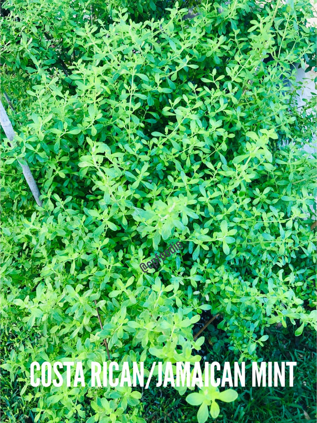 Fresh Jamaican/costa Rican Mint Leaves and Stems Fresh Cuttings (NOT A ...