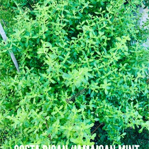 Fresh Jamaican/Costa Rican  mint Freshly Harvested with stems (NOT A PLANT) - 1 oz. - FREE Shipping!