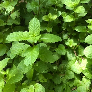 Fresh Jamaican/costa Rican Mint Leaves and Stems Fresh Cuttings (NOT A ...