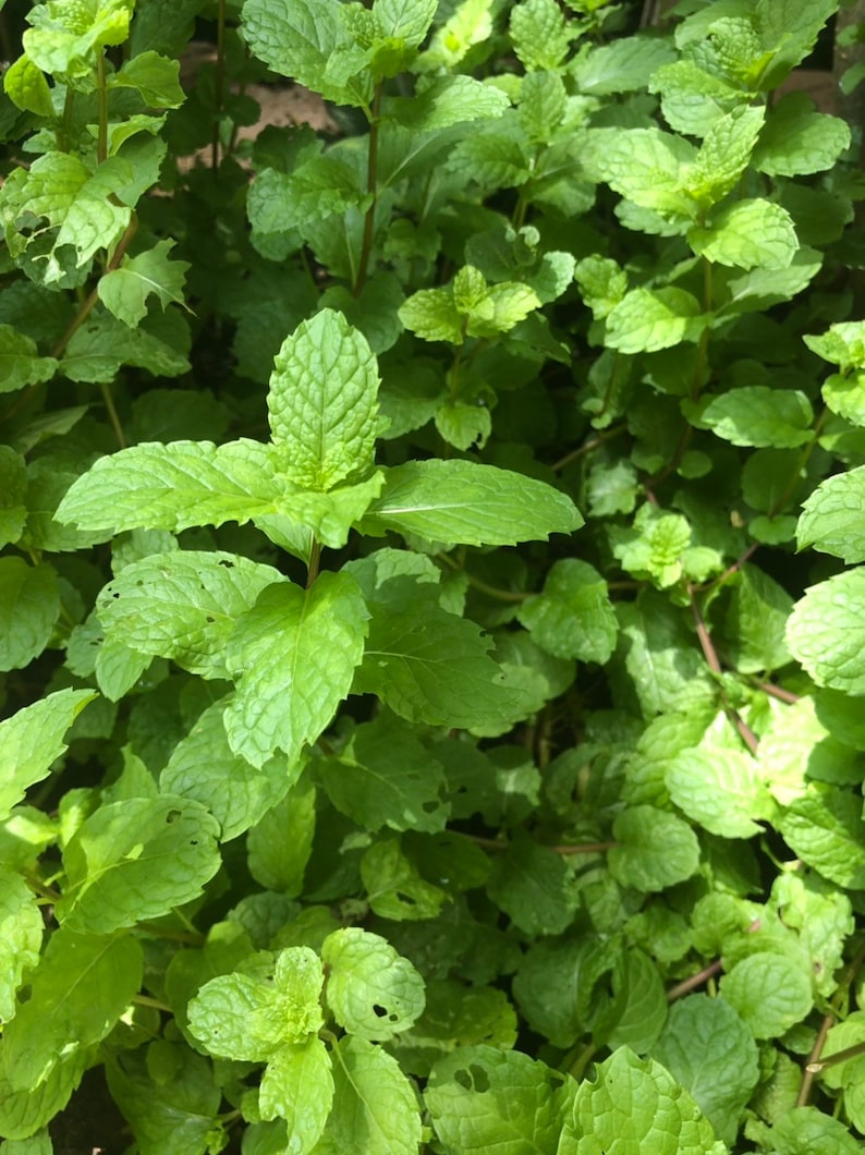 Fresh Jamaican/costa Rican Mint Leaves and Stems Fresh Cuttings (NOT A ...