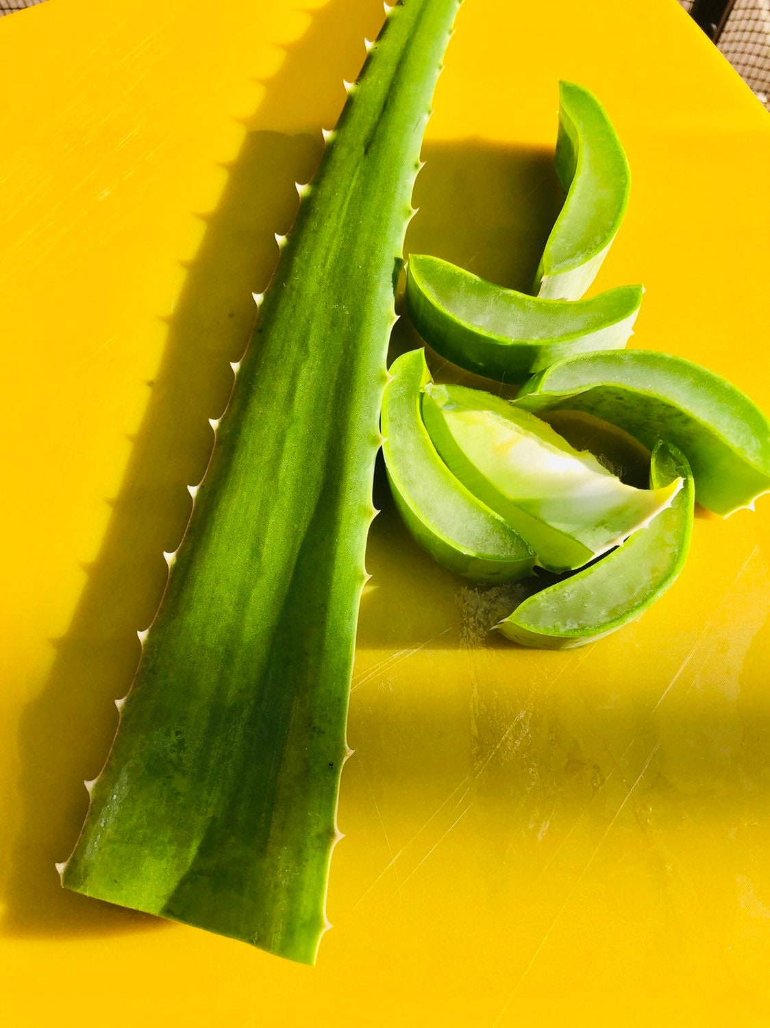 ORGANIC FRESH Aloe Vera Leaf (various Sizes) - Whole Leaf Freshly Cut - Etsy