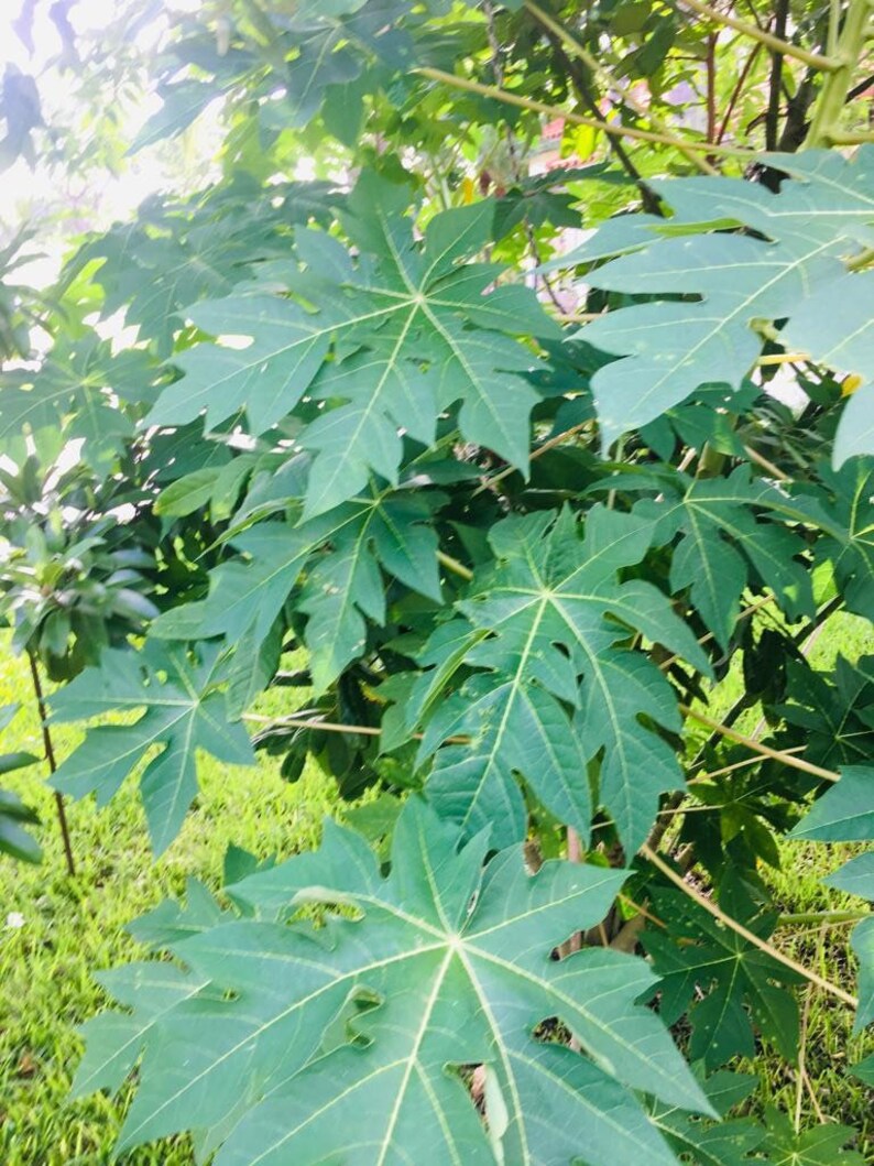 Fresh Papaya Leaves Organically Grown No PESTICIDES Etsy